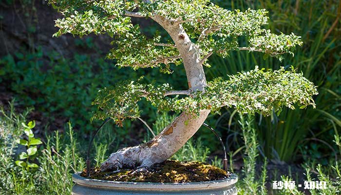 榆树盆景施什么肥 榆树盆景施哪些肥