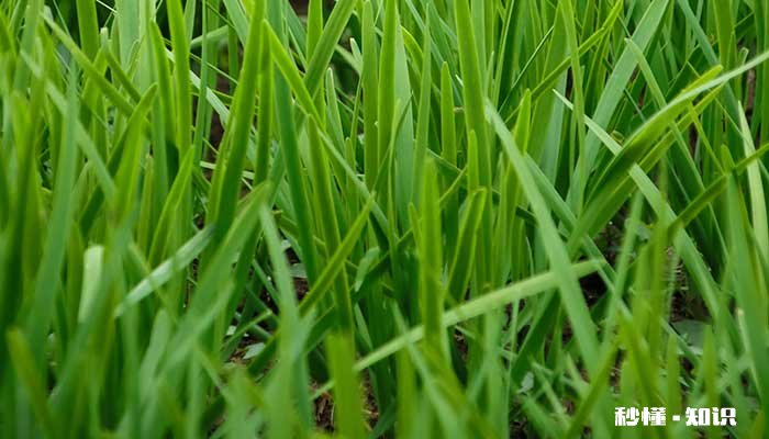 韭菜施什么肥最好 韭菜施什么肥