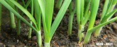 韭菜施什么肥最好 韭菜施什么肥