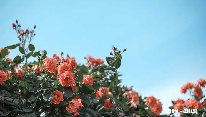 月季花应该施什么肥 月季花施什么肥