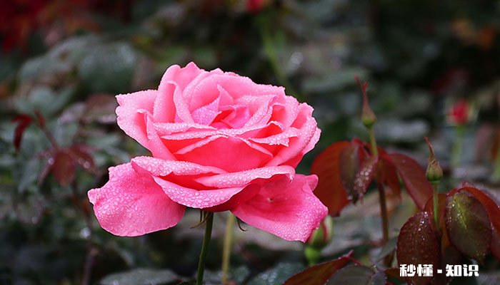 月季花应该施什么肥 月季花施什么肥