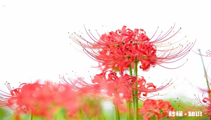 彼岸花的花语是什么 彼岸花的花语