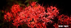 彼岸花的花语是什么 彼岸花的花语