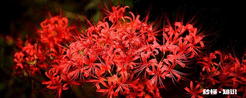 彼岸花的花语是什么 彼岸花的花语