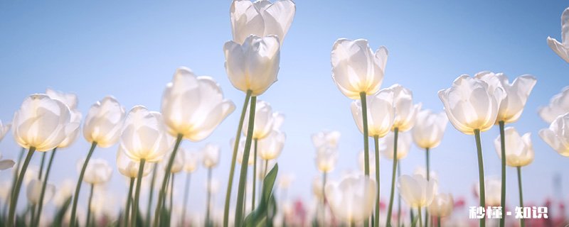 白色郁金香花语 白色郁金香花语是什么