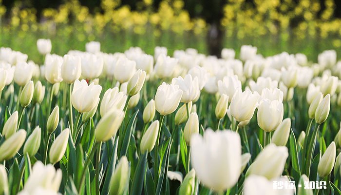 白色郁金香花语 白色郁金香花语是什么