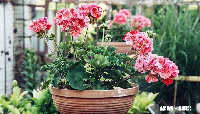 天竺葵的养殖方法 天竺葵怎么养殖