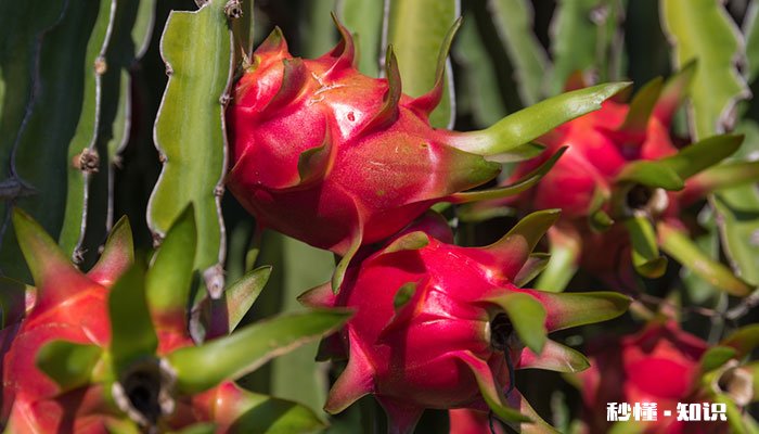 火龙果施什么肥长得快 火龙果长得快施什么肥