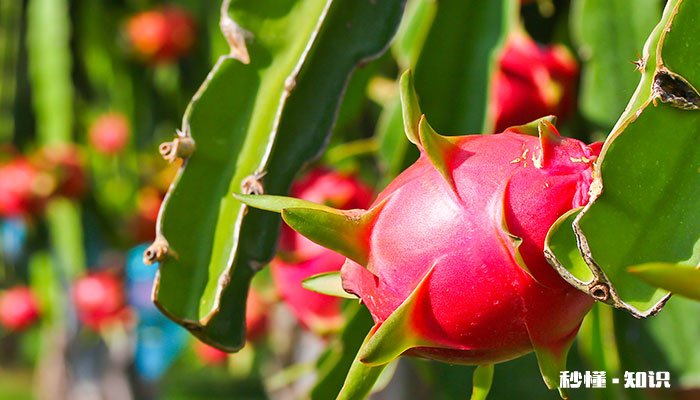 火龙果施什么肥长得快 火龙果长得快施什么肥