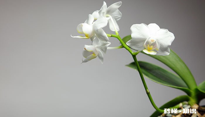 白兰花的养殖方法和注意事项 白兰花的养殖方法