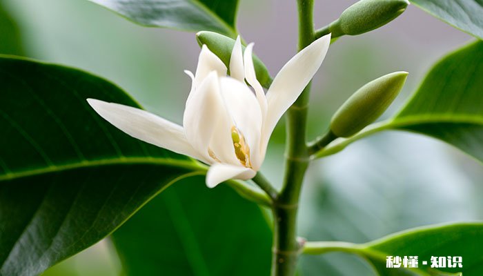 白兰花的养殖方法和注意事项 白兰花的养殖方法