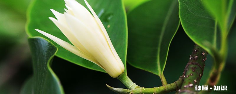 白兰花的养殖方法和注意事项 白兰花的养殖方法