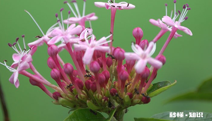 瑞香怎么修剪 瑞香的修剪方法