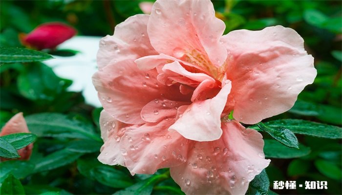 杜鹃花施什么肥 杜鹃花怎么施肥