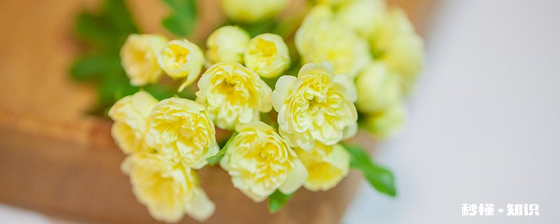 木香花的养殖方法和注意事项 木香花的养殖方法和注意事项有哪些