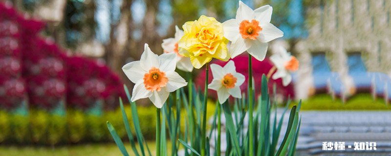 水仙花的养殖方法和注意事项 水仙花的养殖方法和注意事项有哪些