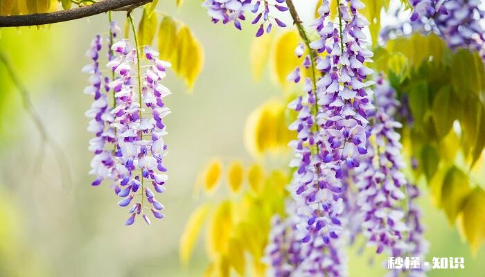 紫藤怎么修剪 紫藤的修剪方法
