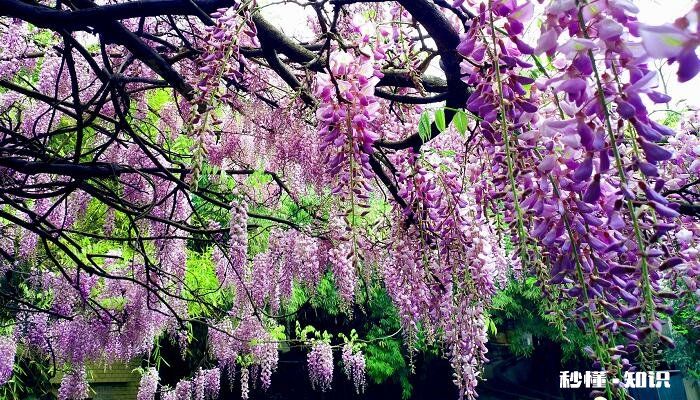 紫藤怎么修剪 紫藤的修剪方法