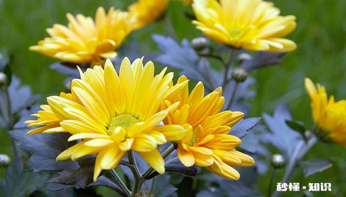 菊花春天怎么修剪 春天怎么修剪菊花