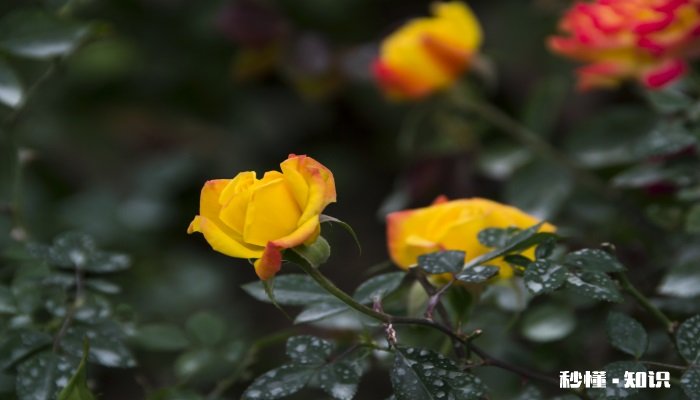 黄玫瑰的花语是什么 黄玫瑰的花语