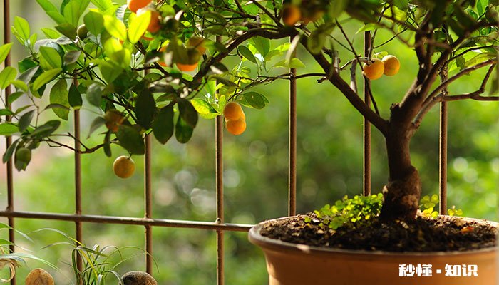 金桔施什么肥 金桔施哪些肥