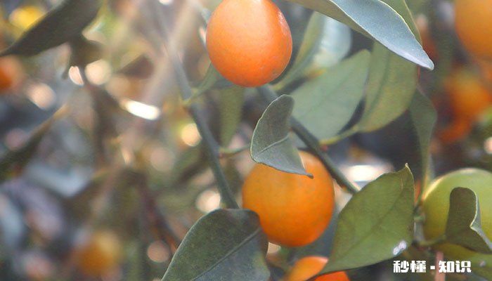 金桔施什么肥 金桔施哪些肥