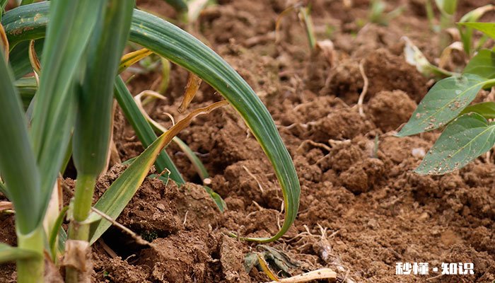 蒜苗施什么肥 蒜苗怎么施肥