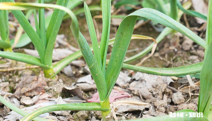 蒜苗施什么肥 蒜苗怎么施肥