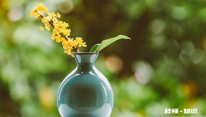 桂花的养殖方法和注意事项 桂花的养殖方法和注意事项有哪些