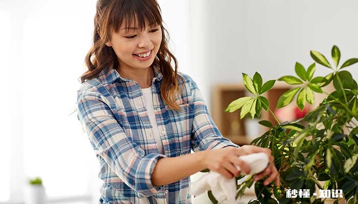 平安树怎么修剪 平安树的修剪方法