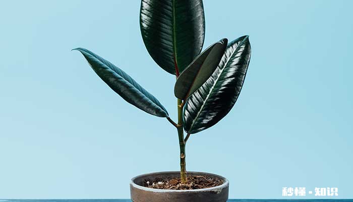 橡皮树怎么修剪 橡皮树的修剪方法