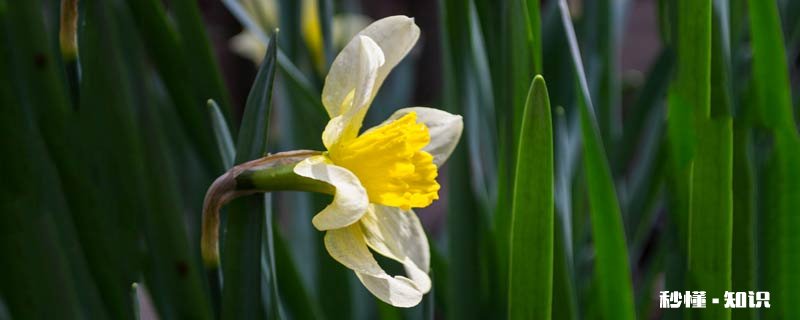 夏天开的花有哪些 夏天有哪些花会开