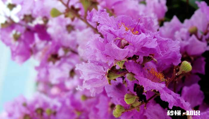 夏天开的花有哪些 夏天有哪些花会开