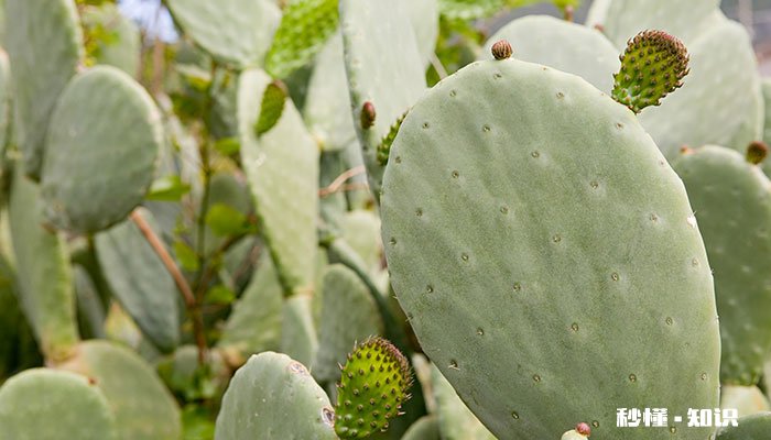 仙人掌施什么肥 仙人掌施哪些肥