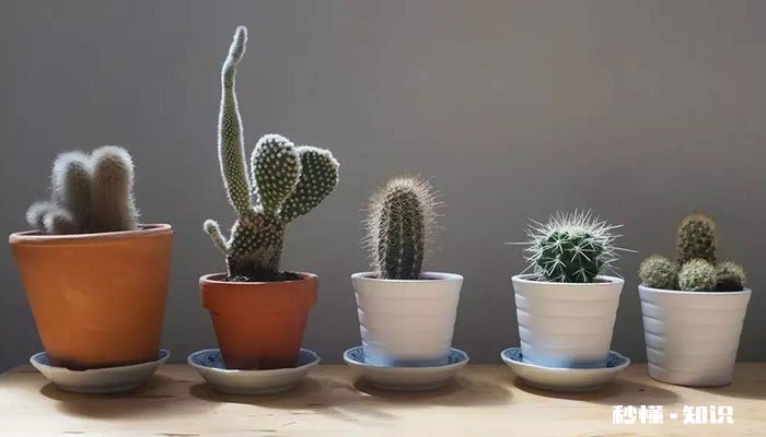 仙人掌施什么肥 仙人掌施哪些肥