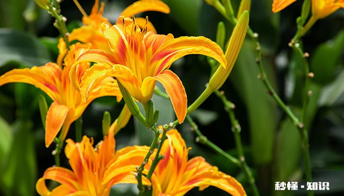 忘忧草花语 忘忧草花语是什么