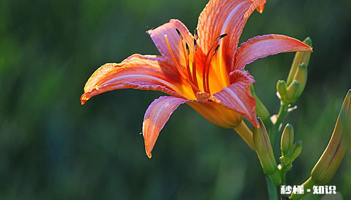 忘忧草花语 忘忧草花语是什么