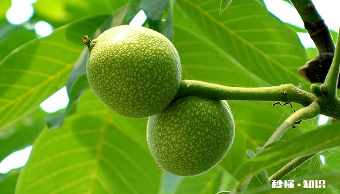 核桃树施什么肥 核桃树怎么施肥