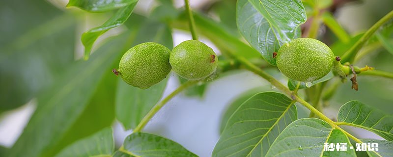 核桃树施什么肥 核桃树怎么施肥