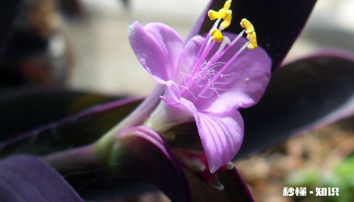 紫鸭跖草怎么修剪 紫鸭跖草的修剪方法