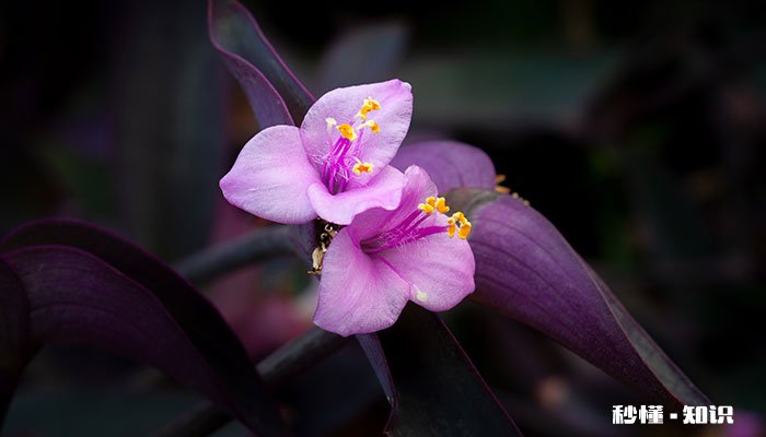 紫鸭跖草怎么修剪 紫鸭跖草的修剪方法