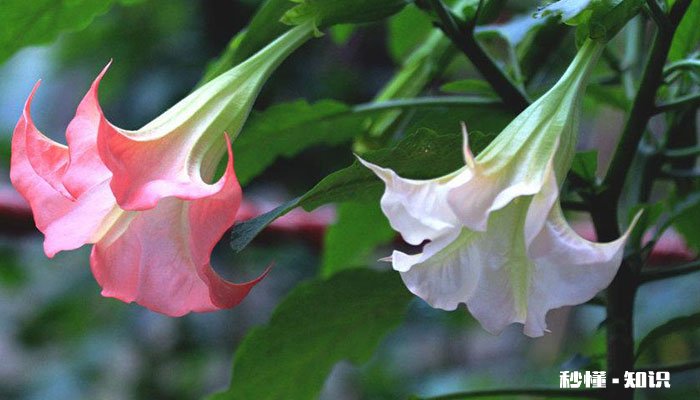 曼陀罗的花语 曼陀罗的花语是什么