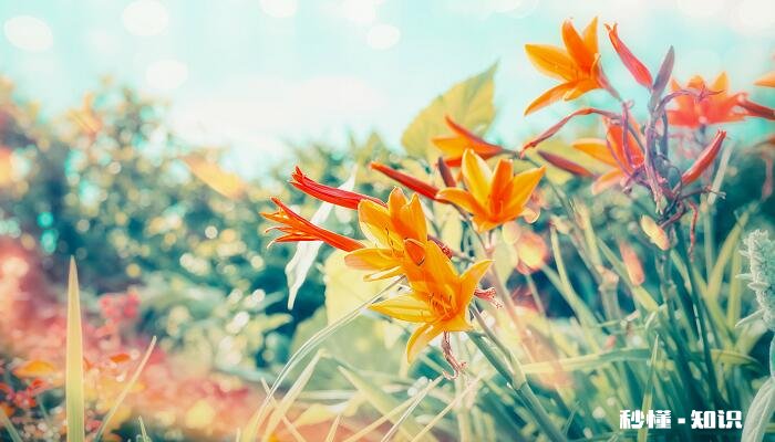 百合花的花语 百合花的花语是什么