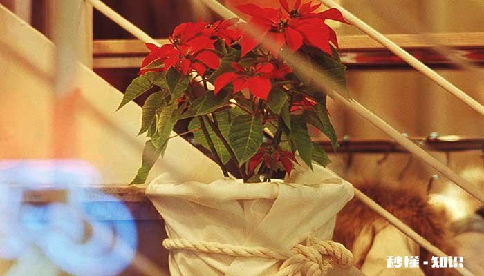 一品红的养殖方法和注意事项 一品红的养殖方法