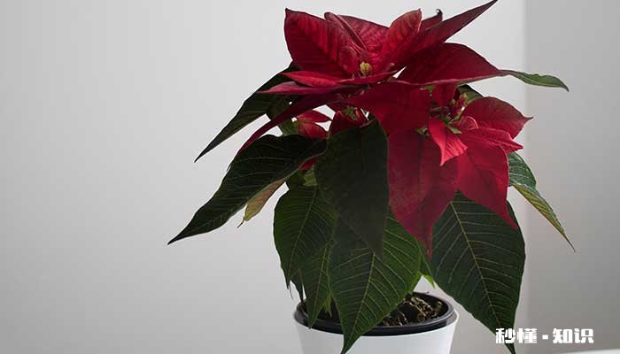 一品红的养殖方法和注意事项 一品红的养殖方法