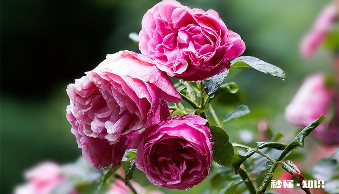 月季花怎么修剪 月季花的修剪方法