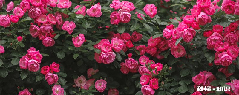 月季花怎么修剪 月季花的修剪方法