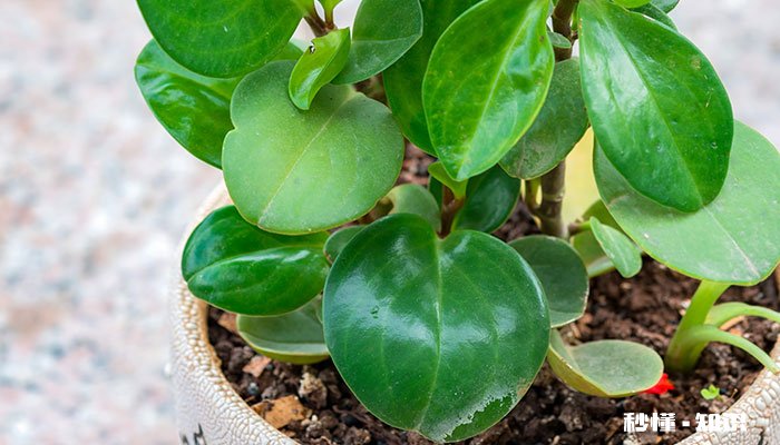 豆瓣绿的养殖方法和注意事项 豆瓣绿的养殖方法和注意事项有哪些