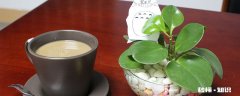 豆瓣绿的养殖方法和注意事项 豆瓣绿的养殖方法和注意事项有哪些