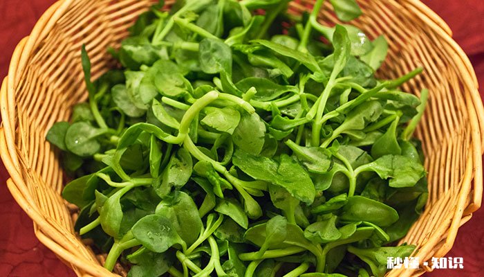 田七的养殖方法和注意事项 田七的养殖方法